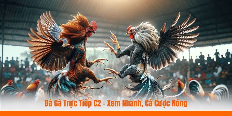 Đá gà trực tiếp C2